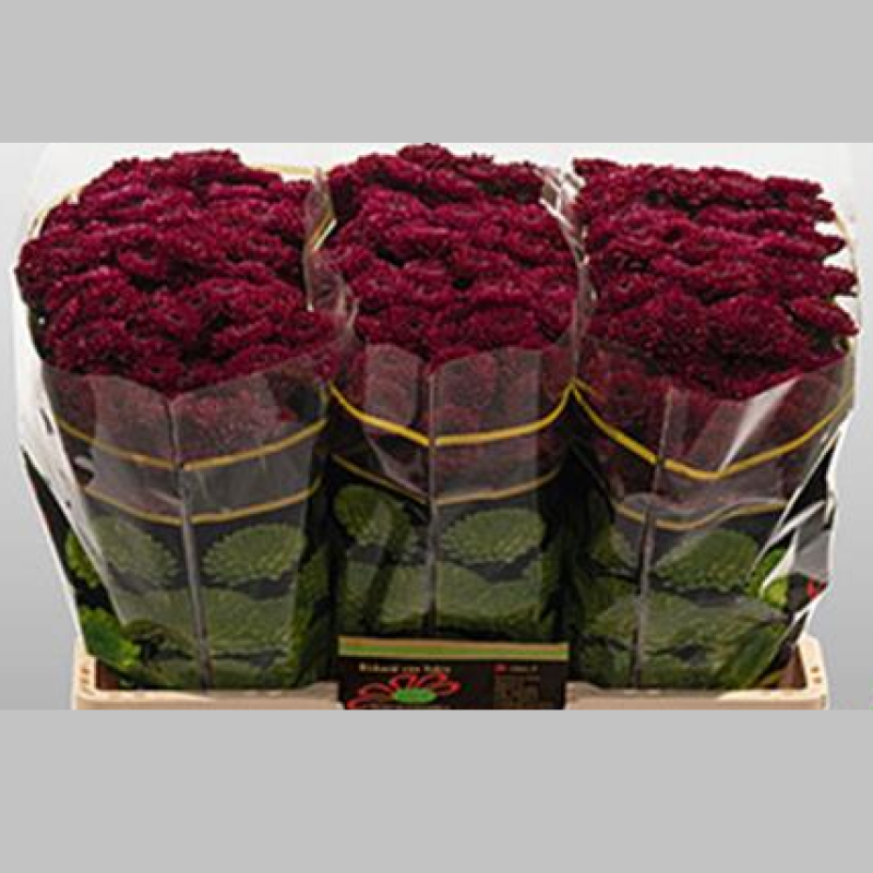 Crizanteme Rosii, Pachet (20 buc.)